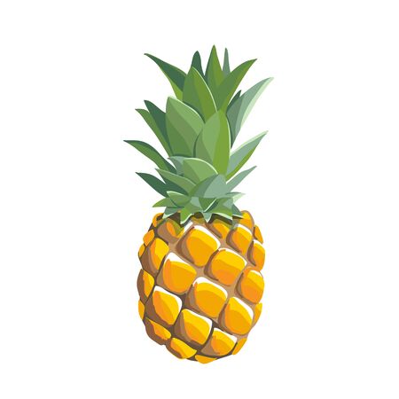 vector Pineapple illustration isolatet on white backgroundのイラスト素材