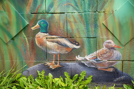 wild duck male and female sitting on a stone, acrylic painting on a wall.の写真素材