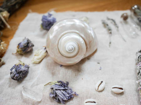 Close-up of an altar to perform rituals with big white shell, dried flowers and crystals
