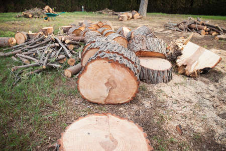 A large pine trunk is cut into slices on the grass. Many trunks and branches can be seen in the...