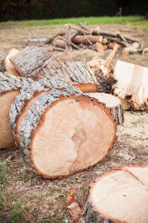 A large pine trunk is cut into slices on the grass