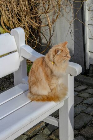 Orange cat sitting on a bench, Stavanger, Norwayの写真素材