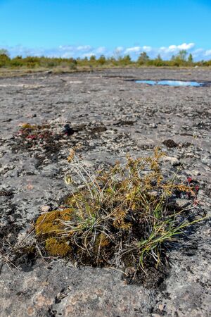 Grass surviving on a barren landscape, Oland, Swedenの写真素材