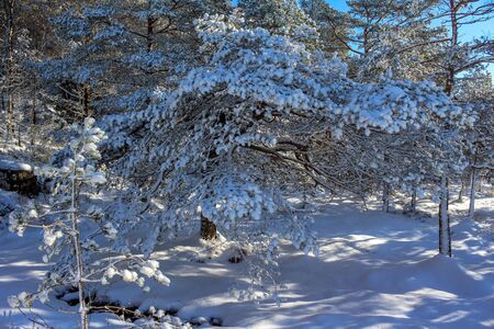 hiking in winter in Norway, hike to Preikestolen in winter, Stavanger, Norwayの写真素材