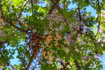 Tree in Spring, Lisbon, Portugalの写真素材
