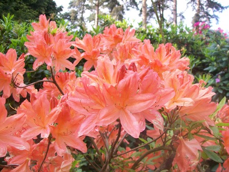 Miriam rhododendronの写真素材