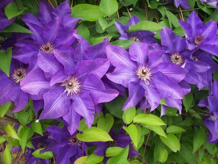 Miriam flowerの写真素材