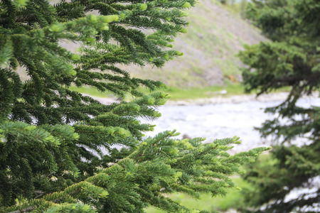 Treesの写真素材