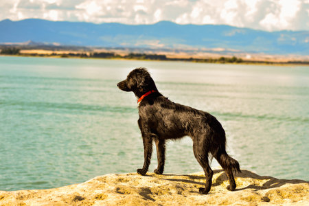 Black dog standing on a rock by the lake. Selective focus.の写真素材