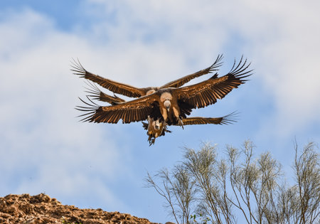 Griffon Vulture, Gyps fulvus, in Kruger National Park, South Africaの写真素材