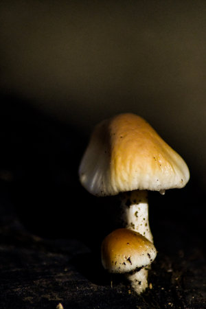 mushroom in the forest, macro photo, beautiful photo digital pictureの写真素材