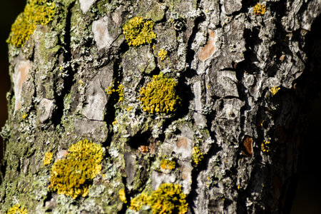 Tree bark with yellow lichen, close-up, selective focusの写真素材