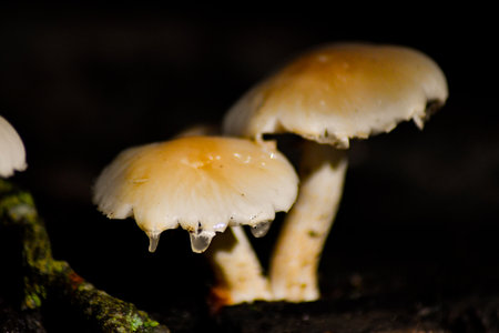mushrooms in the rainforest, macro photo with shallow depth of field