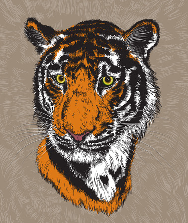 Vector illustration of a tiger's faceのイラスト素材
