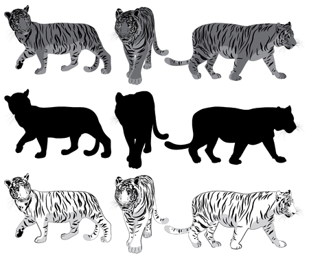 Set of walking Tigers Illustrationのイラスト素材