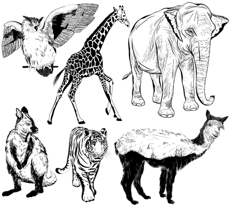 Vector set of hand drawn animal (alpaca, Ring - tailed lemur, giraffe, eagle-owl, owl, elephant, tiger, vulture)のイラスト素材