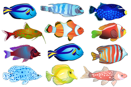 Set of aquarium fish. Flat design fish. Vector illustrationのイラスト素材
