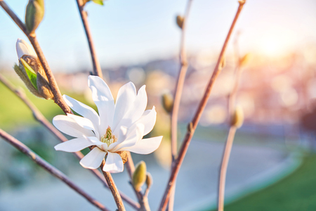 Magnolia flower in spring timeの写真素材