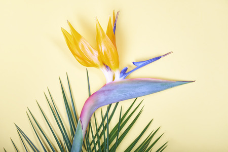 Tropical leaves and bird of paradise flower on pastel background.の写真素材