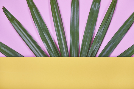 Tropical palm leaves on pastel yellow and pink background.の写真素材