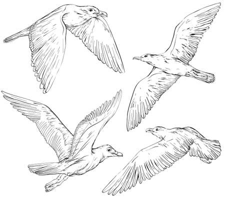 Set of hand drawn seagulls, black and whiteのイラスト素材