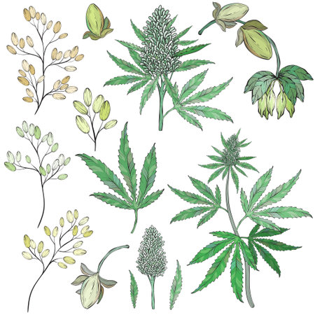 Hand drawn cannabis leaves and flowers set.のイラスト素材