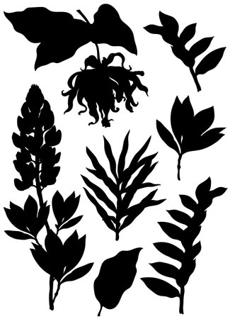 silhouettes of ylang ylang and lupine flowers and leaves, vector clip art, set of botanical illustrationsのイラスト素材