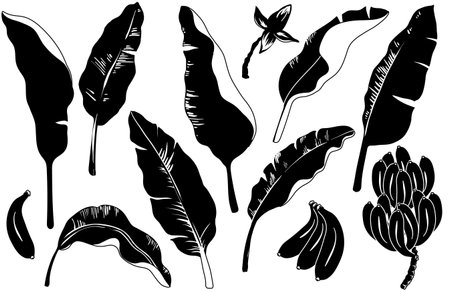 Cartoon bananas set. Vector silhouette banana leaves, bunch of bananas. Yellow tropical fruits and leavesのイラスト素材