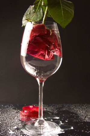 Red rose in a wineglass of water on black backgroundの写真素材
