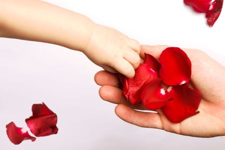 Baby touching rose petalsの写真素材