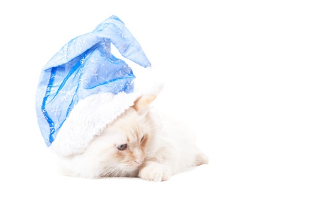 Cat in blue christmas hat on whiteの写真素材