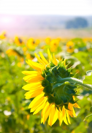 Closeup of sunflower in the beautiful fieldの写真素材