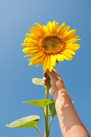 Sunflower in child's handの写真素材