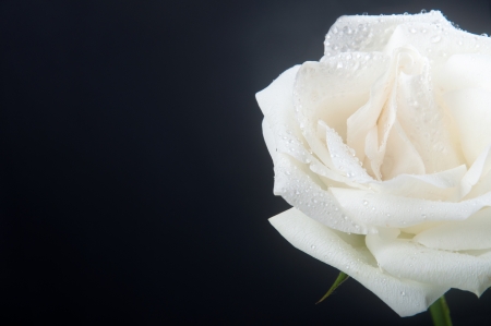 Beautiful white rose on dark backgroundの写真素材