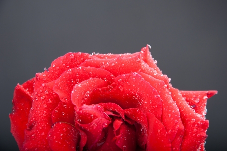 Beautiful bud of red rose on dark backgroundの写真素材