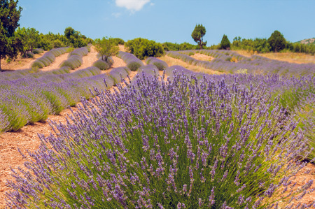 Blooming lavander field in Turkey, near Burdurの写真素材