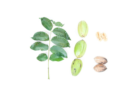 Closeup of pecan nuts with leaves on white backgroundの写真素材