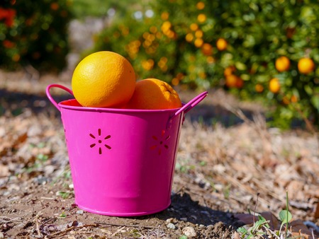 Closeup of ripe oranges in the bucket in the orange gardenの写真素材
