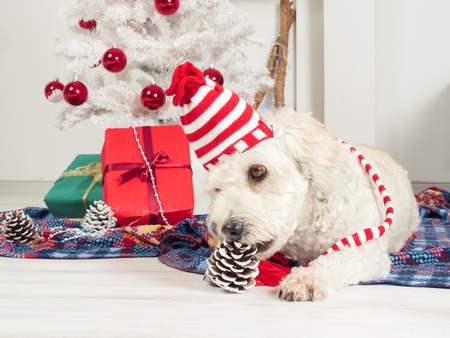Cute funny dog in Christmas hat laying on the carpet, Christmas tree with present on backgroundの写真素材