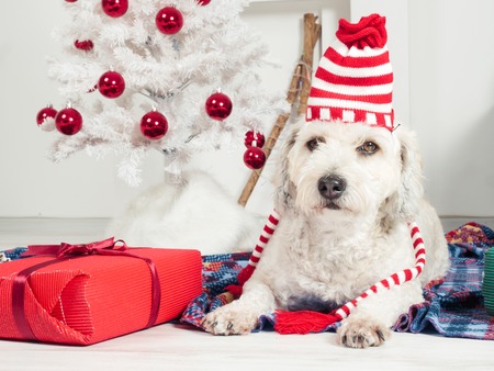 Cute funny dog in Christmas hat laying on the carpet, Christmas tree with present on backgroundの写真素材
