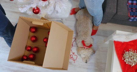 Closeup of couple hands decorating white Christmass tree with red balls, dog laying on the floor