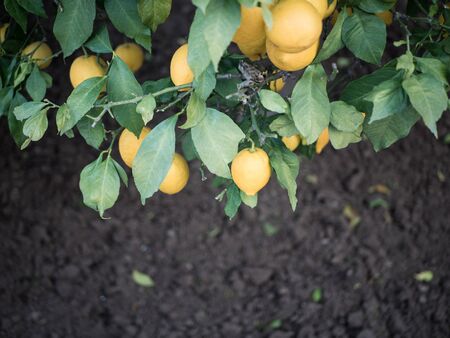 Bunches of fresh yellow ripe lemons on lemon tree branches in turkish gardenの写真素材