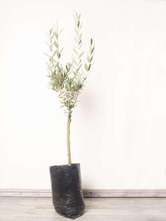 Young olive tree in black pocket ready to be planted near white wall.の写真素材
