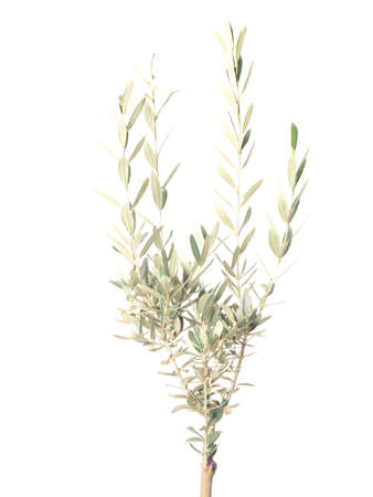 Branch of young olive tree isolated on white backgroundの写真素材