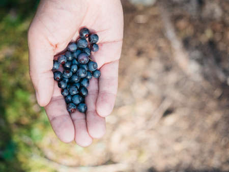 Closeup of blueberries in mans hand picked in European forestの写真素材