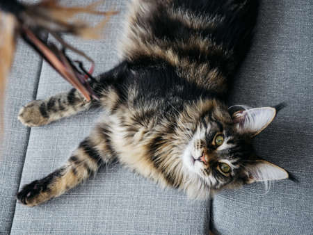 Beautiful, fluffy and gorgeous 7 month Meine Coon lying on gray sofa.の写真素材