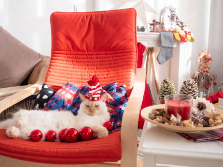 Funny white fluffy cat in santa hat lying on the rocking chair with christmas balls in front of it. Christmas at home.の写真素材