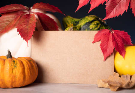 Retro style paper near decorative pumpkins on autumn background with red wild grape leaves on dark...