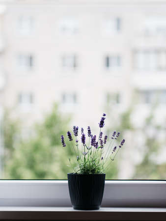 Lavender in black plastic pot on windowsill. House plants on windowsillの写真素材