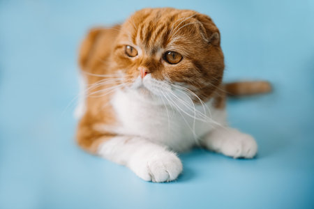 Red-haired Scottish fold cat with yellow eyes lying on blue background.の写真素材